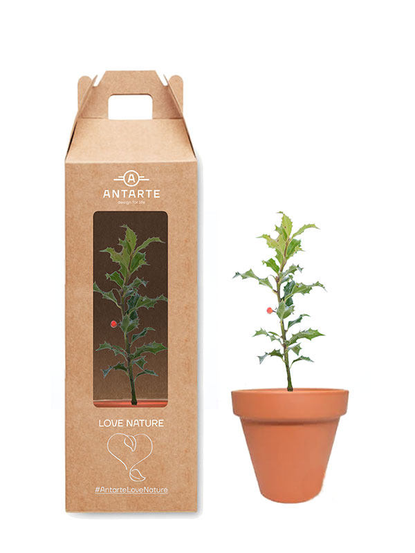 2º PICK UP THE TREE IN AN ANTARTE STORE