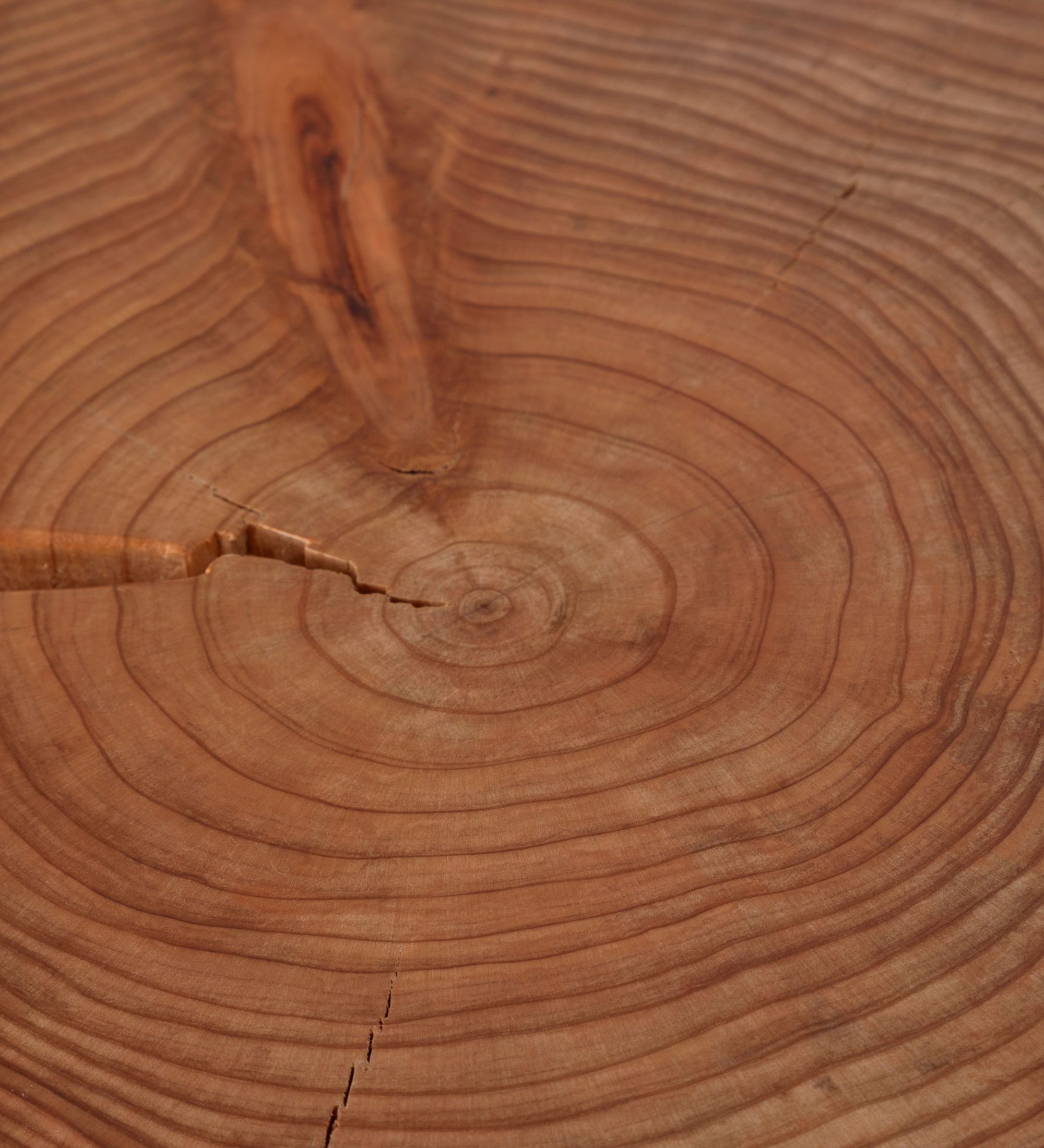Plateau en tranche de tronc d'arbre montrant les cernes et fissures