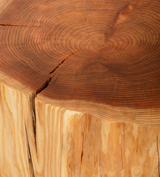 Table basse tronc moyen en bois naturel de cryptoméria, Ø 60 à 75 cm.