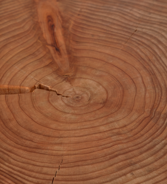 Plateau en tranche de tronc d'arbre montrant les cernes et fissures